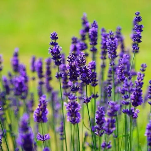All-about-lavender Flora Queen