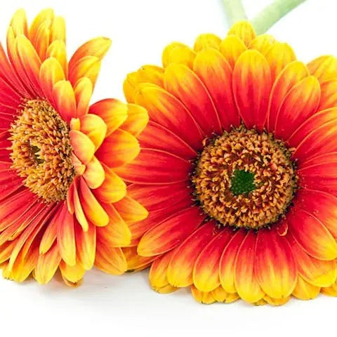 Switzerland-Flower-National-flower-of-Switzerland Flora Queen