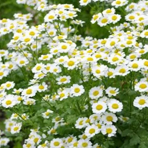 Flowers-of-the-World-Russia Flora Queen
