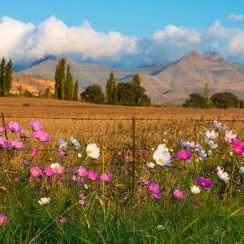 Flowers-of-the-World-South-Africa Flora Queen