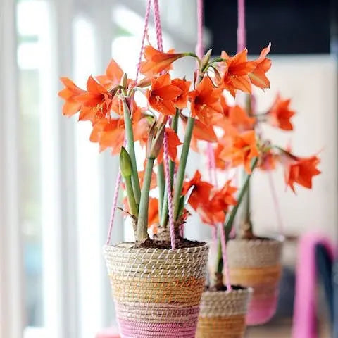 This-summer-decorate-your-home-with-plants-and-flowers Flora Queen