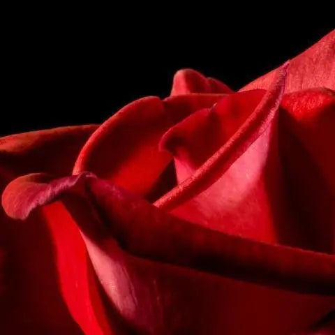 What-Colour-Roses-To-Send-On-Valentine-s-Day Flora Queen