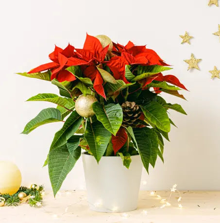 Merry Days Flora Queen Flora Queen