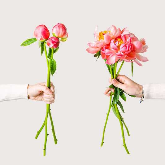 Bohemian Love Flora Queen Flora Queen