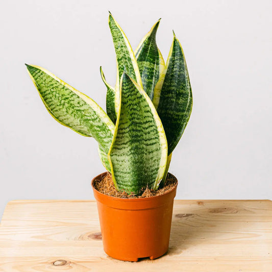 Spotted Jungle Flora Queen