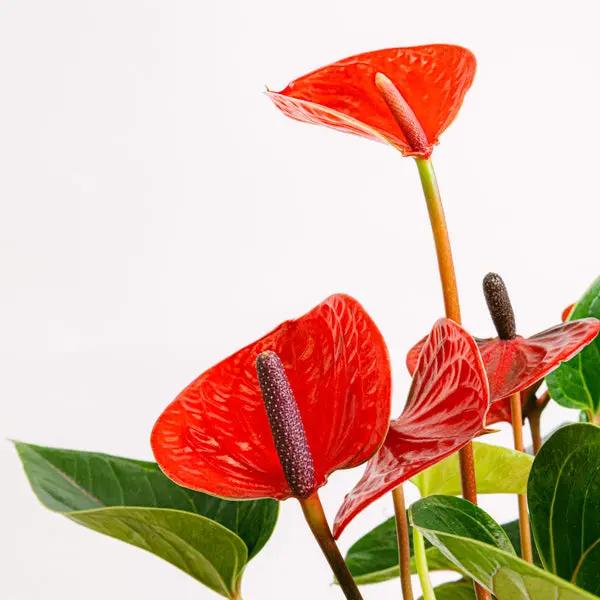 Red Hearts Flora Queen