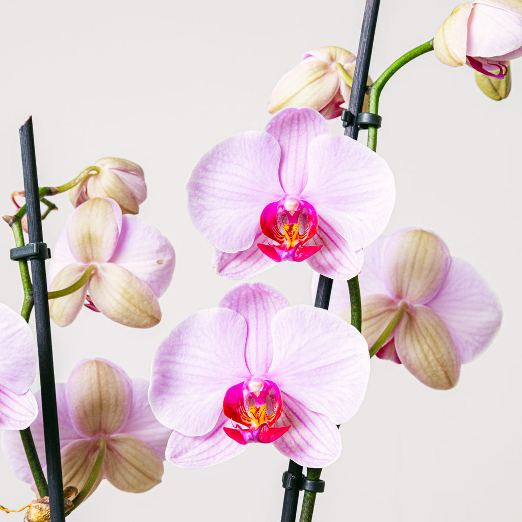 Tea Orchid Flora Queen Flora Queen